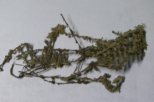 鹿茸草是什么样子的,鹿茸草是什么植物