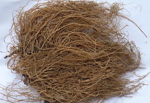 细辛和临床,细辛的临床应用