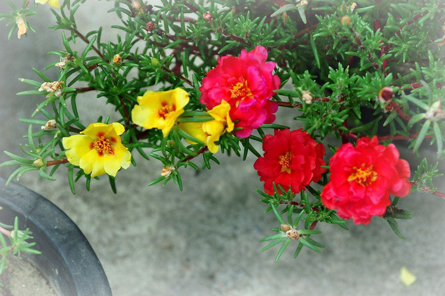 午时花是什么颜色的,午时花是什么花 午时花是什么颜色的,午时花是什么花