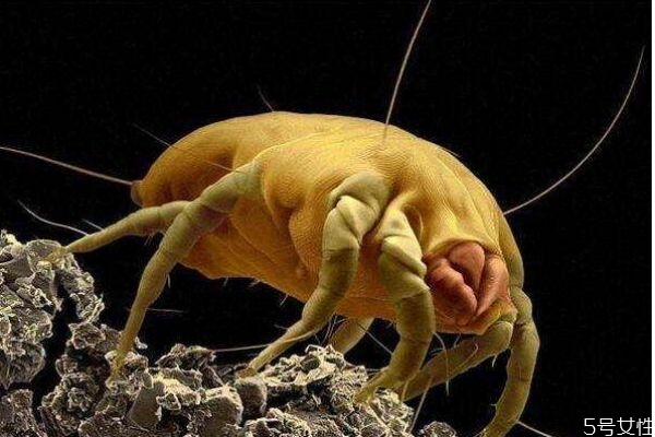 除螨电热毯真的能去除螨虫吗,电热毯除螨虫有用吗