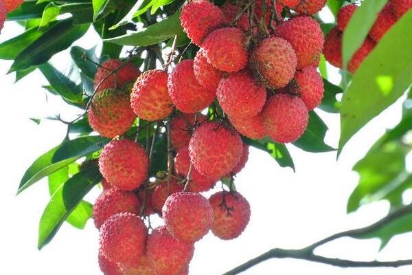 泡荔枝的水是什么,干荔枝泡水