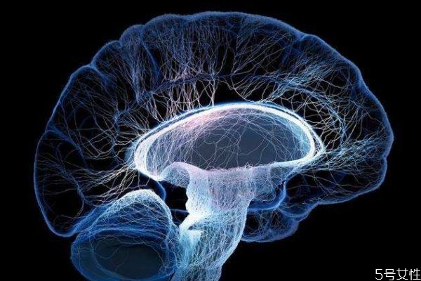 什么叫脑死亡,脑的死亡到底是什么