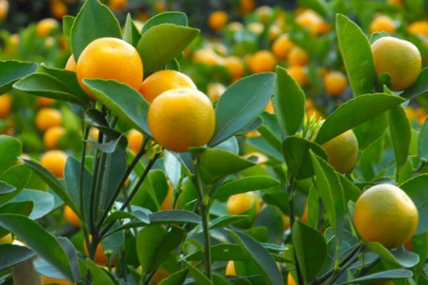 金桔柠檬膏的作用,金桔膏和柠檬膏的区别