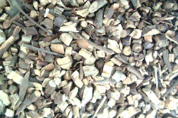 桂枝是什么树的枝,桂枝什么样的图片