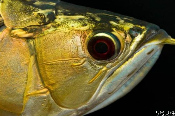 鱼眼睛的营养价值,鱼眼睛有什么营养和功效