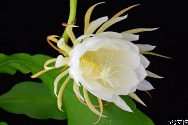 昙花的花语是什么意思,昙花的花语和象征意义