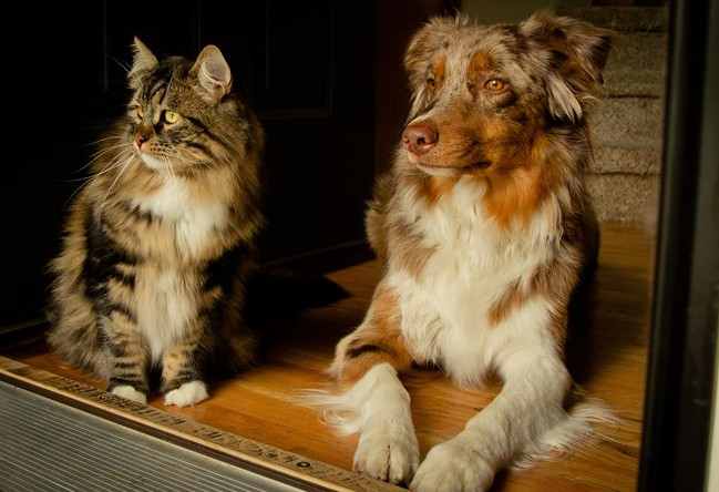 古代人没有狂犬病疫苗怎么办,古代没有狂犬疫苗怎么办