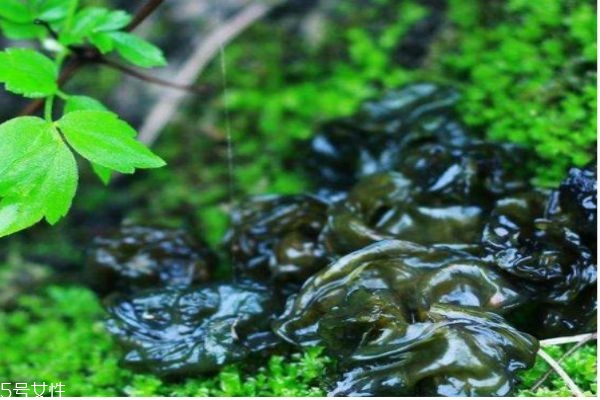 什么叫地皮菜,地皮菜是什么菜