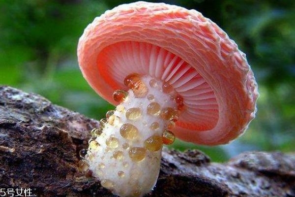 蘑菇怎么区分有毒和无毒,怎么区分蘑菇有没有毒