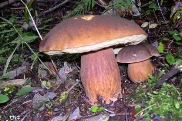 什么是牛肝菌,牛肝菌长什么样子图片