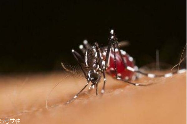 什么是黄热病?,肝炎发烧吗?