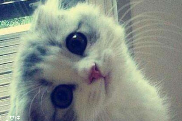 养猫的注意事项20个,如何养小猫咪要注意什么