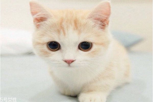 猫咪蚊香中毒怎么缓解,猫蚊香中毒多久可以自己解