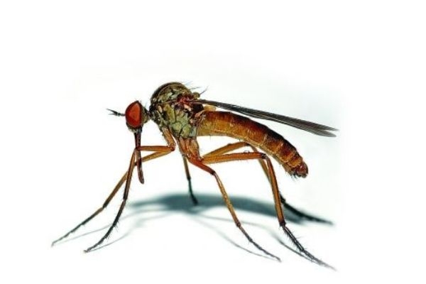 蚊虫叮咬后会出现哪些症状,被蚊子叮咬后的正确处理方法