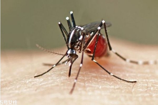 如何避免被蚊子咬,如何避免被蚊子咬了起包
