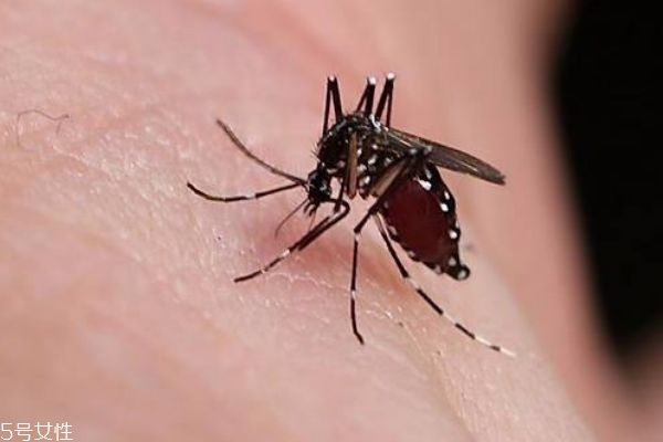 蚊子咬完起水泡正常吗宝宝,蚊子咬完起水泡正常吗态度娃娃