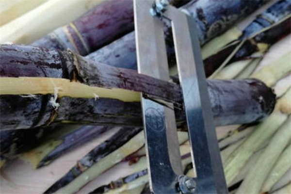 甘蔗皮属于什么垃圾分类,甘蔗皮属于什么垃圾?