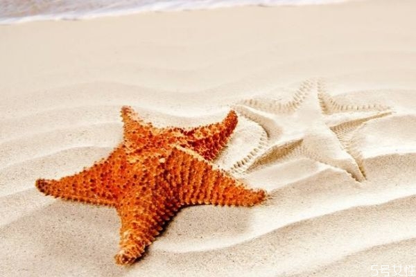 吃海星禁忌,吃海星不能吃啥