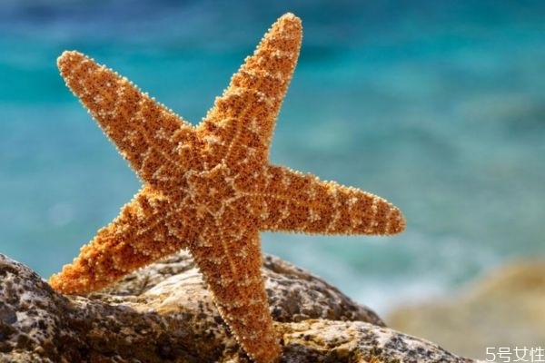 海星可以吃吗?,海星可以吃吗?有什么作用