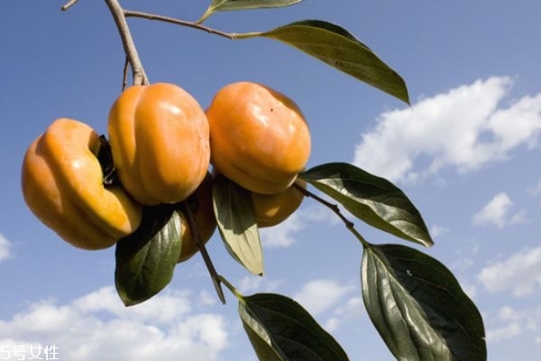 柿子没熟能吃吗?,柿子没熟能吃吗1002无标题