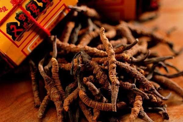 怎么识别虫草的好坏,冬虫夏草怎么区别好坏