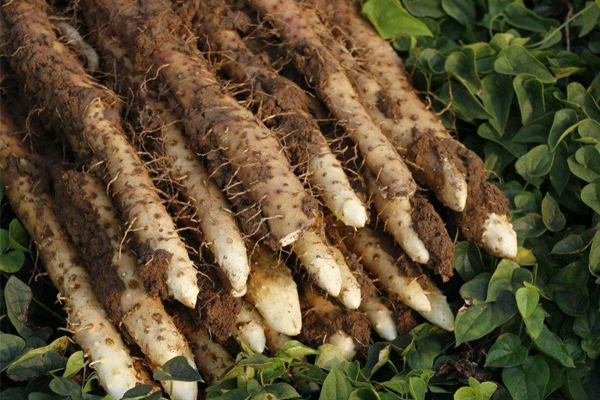 哪种山药适合炖汤细的还是粗的,哪个山药适合炖汤