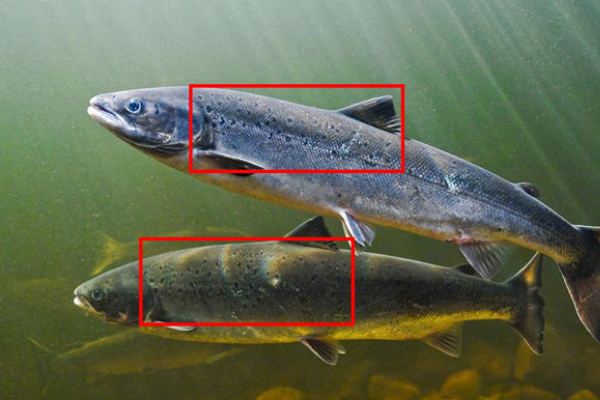 野生三文鱼和养殖三文鱼如何区分,三文鱼是养殖的还是野生的