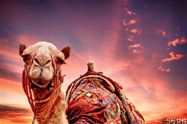 骆驼吃仙人掌为什么不怕刺视频,骆驼吃仙人掌为什么不怕刺吗