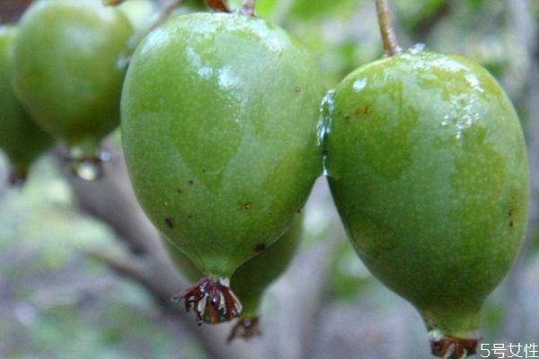 吃软枣猕猴桃有什么好处呢(软枣猕猴桃的作用)