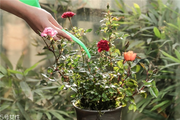 玫瑰园小学,校园里的玫瑰花