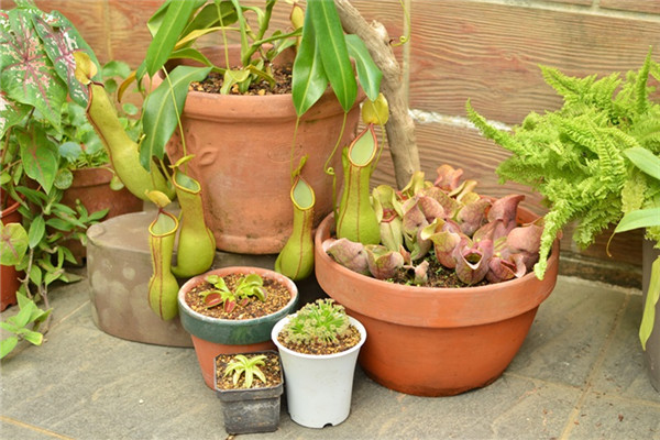 食虫植物是什么,食虫植物是什么类的