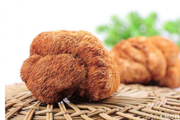 猴头菌是什么菌,猴头属于什么菌