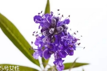 圣洁莓蔓越莓月见草的区别,月见草油和圣洁莓的区别