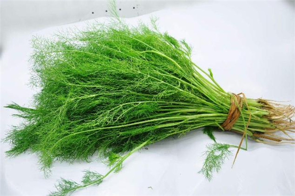 小茴香加盐泡水喝的功效,小茴香直接泡水吗