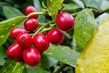 swisse蔓越莓胶囊一天吃几粒,蔓越莓胶囊一天吃几粒最好