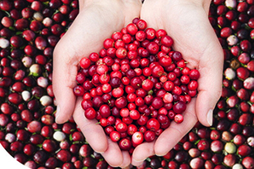 蔓越莓胶囊的功效和作用,澳洲蔓越莓胶囊swisse功效 蔓越莓胶囊的功效和作用,澳洲蔓越莓胶囊swisse功效