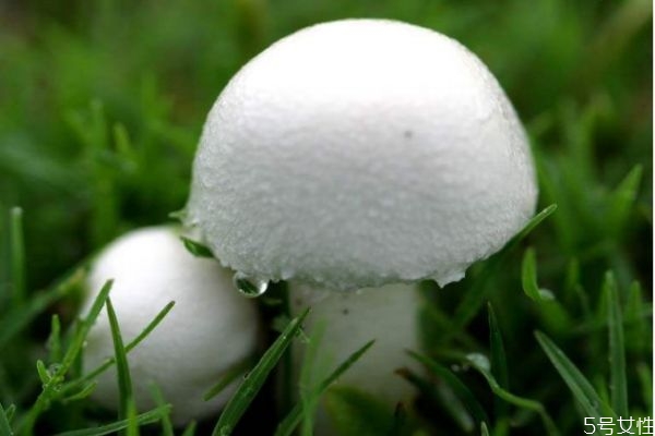 什么叫草菇,草菇是什么菇