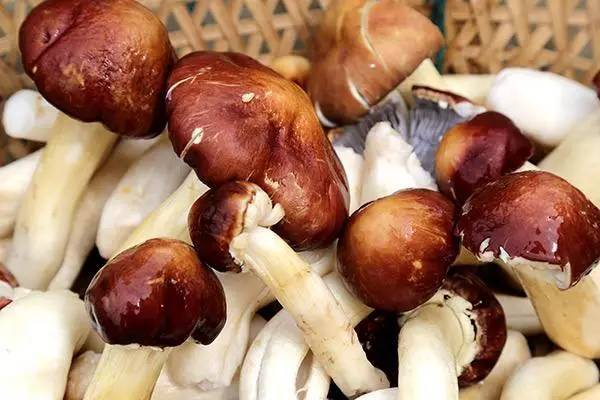 可以吃的菌菇有哪些,可食用菌菇 可以吃的菌菇有哪些,可食用菌菇