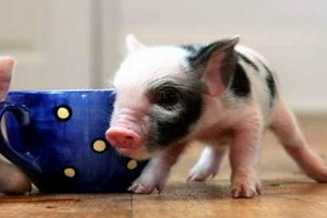 茶杯猪多少钱一只幼崽,茶杯猪多少钱一只