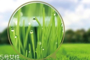 喝大麦若叶青汁的反应,喝大麦若叶青汁副作用