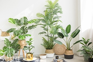 花卉龟背竹养殖方法,龟背竹的养殖方法和注意事项 花卉龟背竹养殖方法,龟背竹的养殖方法和注意事项