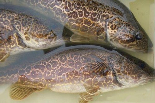 鳜鱼和鲈鱼能混养吗,鳜鱼能和什么鱼混养