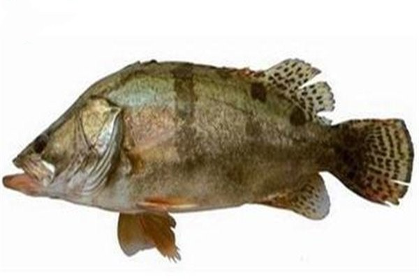 桂鱼杀了第二天可以清蒸么,怎样宰杀鳜鱼 桂鱼杀了第二天可以清蒸么,怎样宰杀鳜鱼