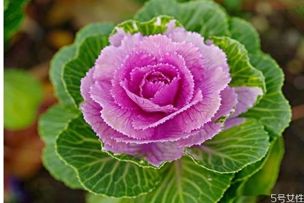 羽衣甘蓝怎样吃,羽衣甘蓝的吃法 羽衣甘蓝怎样吃,羽衣甘蓝的吃法