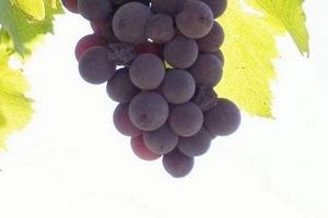 葡萄籽备孕期能吃吗,葡萄籽备孕期间可以吃吗