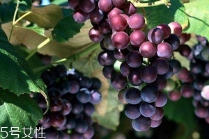 葡萄籽和胶原蛋白哪个好,胶原蛋白好还是葡萄籽好一点