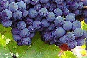 葡萄籽会长痘吗,葡萄籽吃了会长痘吗