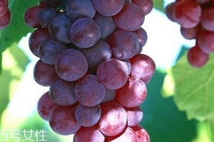 葡萄籽会推迟月经吗,葡萄籽会不会影响月经