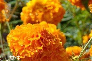 叶黄素可以保护眼睛吗,叶黄素能保护眼睛吗