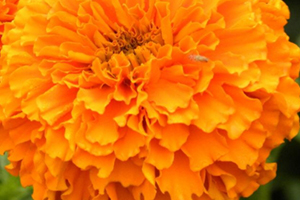 胡萝卜素和叶黄素哪一个对眼睛好,叶黄素和胡萝卜素哪个对眼睛更好 胡萝卜素和叶黄素哪一个对眼睛好,叶黄素和胡萝卜素哪个对眼睛更好